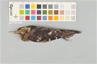 藏品(小啄木)的圖片